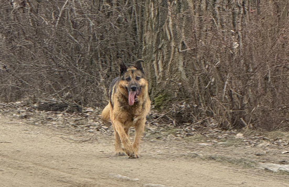 Poszukujemy właściciela... - ogłoszenie nieaktualne.